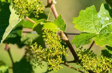 Optimale Bedingungen: Rebenblüte verspricht gute Ernte (Foto: 364115547 Reiner)