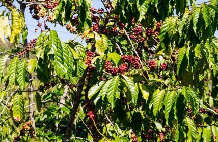 Klimawandel bedroht Kaffeeanbau: Lösungen dringend gesucht! (Foto: AdobeStock - UrbanExplorer 100939430)