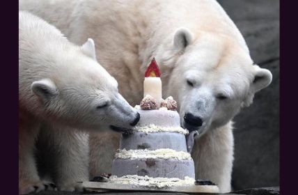 Junge Eisbärin Anouk feiert ersten Geburtstag mit Eistorte und (Foto: Tierpark Hagenbeck)