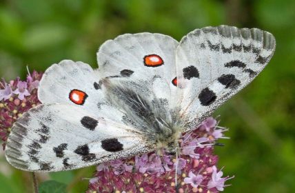 Schmetterling des Jahres 2024: Mosel-Apollofalter in Gefahr (Foto: AdobeStock - Tim's insects 468427059)