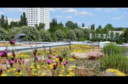 Umkehrdach: Nachhaltige Lösung für begrünte Flachdächer im urbanen (Foto: FPX e.V. Fachvereinigung Extruderschaumstoff)